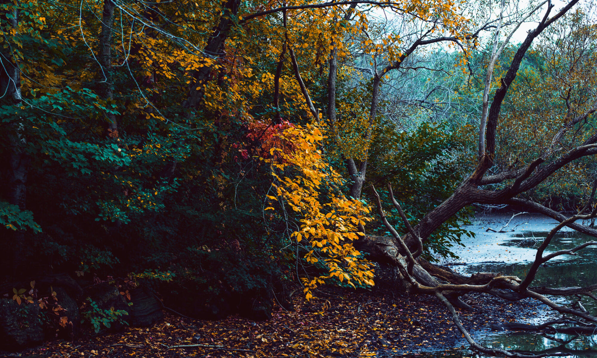 fall-leaves-changing